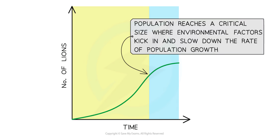 <ol><li><p>comp for food - limited supply of prey. others also hunt. if no food = starve</p></li><li><p>comp for mate - more females so males compete. they fight = death/injury. loss = no mate so no offspring </p></li><li><p>supply of water - can be v arid during dry season. far water sources. die dehydration if dries up.</p></li><li><p>temp - extreme heat = overheat and die. stops from hunting so no food.</p></li></ol><p>= decrease in pop growth</p><p></p>