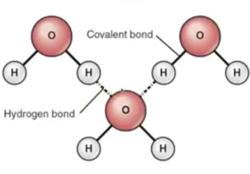 <p>Polar molecule due to uneven charge —> H bonds form between oxygen and hydrogen as positive and negative regions interact with eachother </p><p>Individual H bonds weak, but together are strong </p>