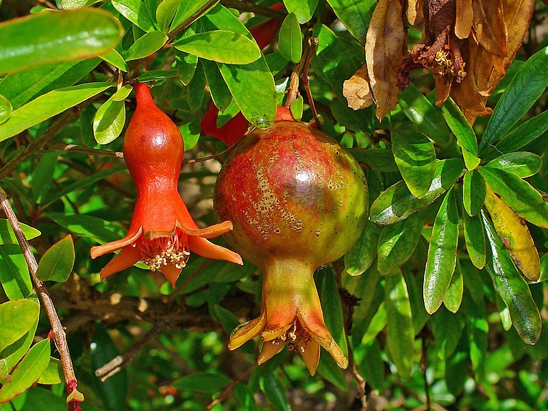 <p>Biological Origin:<strong> Punica granatum L. (Lythraceae)</strong></p><p>Common Name:<strong> Pomegranate</strong></p><p>Part used: <strong>Flowers, Leaves, Seeds</strong></p><p>Medicinal use:</p><p>Flowers</p><p><strong>● Treatment for cardiovascular disorders and diabetes ● <u>Antimicrobial</u></strong></p><p>Leaves</p><p><strong>● Aids in hair growth ● Anti-inflammatory ● Antibacterial</strong></p><p>Seeds<br><strong>● Prevention of miscarriage ● Treatment for urinary disorder ● Antimicrobial</strong></p><p>Secondary metabolites:</p><p><strong>● <u>Hydrolyzable Tannins - flowers</u></strong></p>