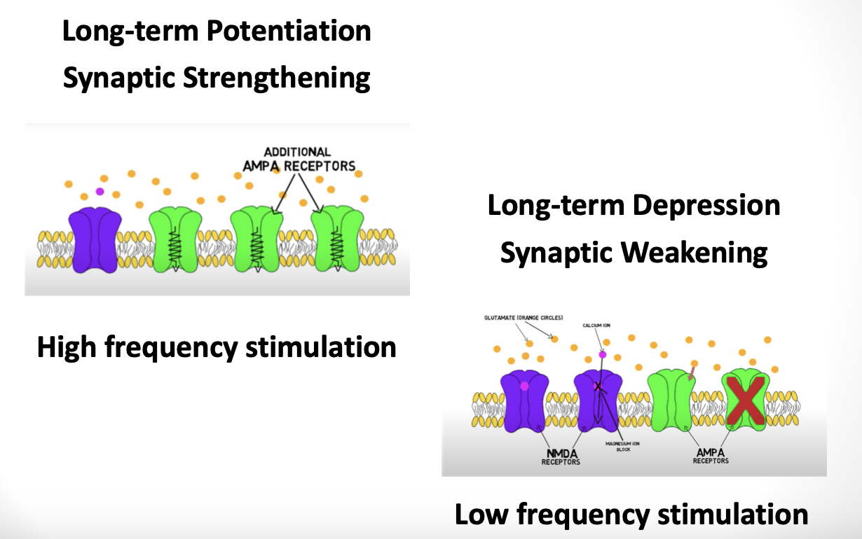 <p><strong><u>***long-term potentiation; ***synaptic strengthening; ***high-frequency stimulation</u></strong></p><ul><li><p>in the case of <strong><u>***high-frequency stimulation, ***glutamate is released ***from the presynaptic cell ***onto the postsynaptic cell</u></strong></p></li><li><p>—&gt; causing <strong><u>***depolarization of the cell and ***displacement of the ***magnesium ***from the NMDA receptor</u></strong></p></li><li><p>—&gt; <strong><u>once magnesium is displaced, ***calcium ions can flow through the NMDA receptors</u></strong></p></li><li><p>—&gt;<em> </em><strong><em><u>*large</u></em><u> ***influx of calcium into the post-synaptic membrane receptors ultimately causes ***more AMPA receptors to be inserted into the membrane</u></strong></p></li><li><p>—&gt; <strong><u>***more AMPA receptors to the membrane cause the ***post-synaptic cell to ***respond more strongly to ***future releases of glutamate</u></strong></p><p>==&gt; <strong><u>***synapse is ***strengthened, and ***potentiation has occurred</u></strong></p></li></ul><p></p><p><strong><u>***long-term depression; ***synaptic weakening; ***low-frequency stimulation</u></strong></p><ul><li><p>in the case of <strong><u>***low-frequency stimulation, ***glutamate is released ***from the presynaptic cell ***onto the postsynaptic cell</u></strong></p></li><li><p>—&gt; again, <strong><u>causing ***depolarization of the cell and the ***displacement of the ***magnesium ***from the NMDA receptor</u></strong></p></li><li><p>—&gt; again, <strong><u>once magnesium is displaced, ***calcium ions can flow through the NMDA receptors</u></strong></p></li><li><p>—&gt; *<strong><em><u>small</u></em><u> ***influx of calcium into the post-synaptic membrane receptors activates proteins, causing ***some AMPA receptors to be brought into the cell</u></strong></p></li><li><p>—&gt; <strong><u>w/ ***less AMPA receptors, ***subsequent simulations of the cell will induce a ***weaker post-synaptic response</u></strong></p><p>==&gt; <strong><u>***synapse is ***weakened, and ***long-term depression has occurred</u></strong></p></li></ul><p></p>