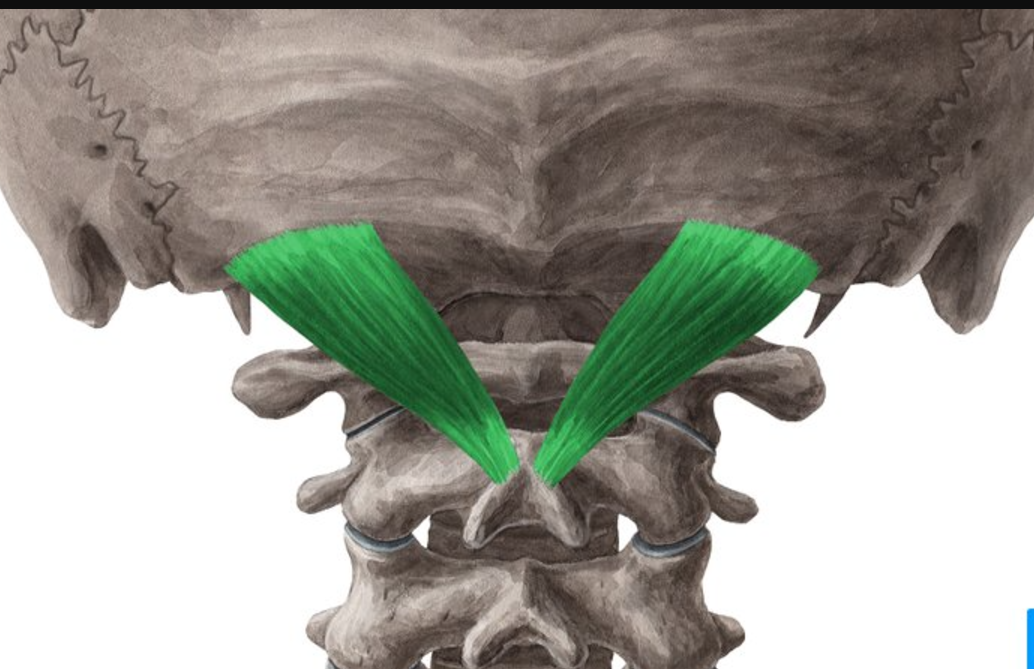 <p>Rectus capitis posterior major action</p>
