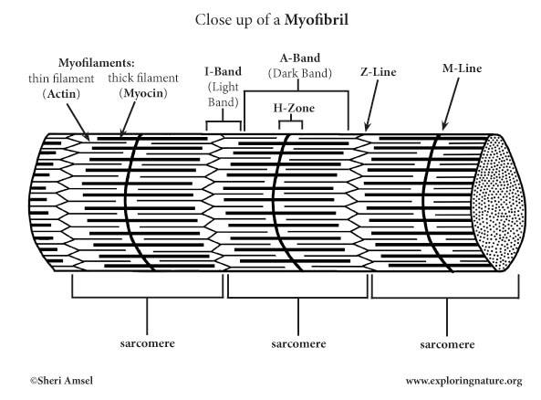 <p>A Band</p>