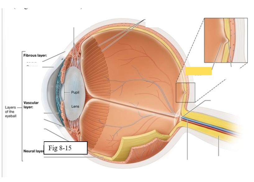 <p><span style="background-color: transparent; font-family: &quot;Times New Roman&quot;, serif;"><span>yellow spot in retina; concentration of cones is high wich are responsible for color vision and sharp detail</span></span></p>
