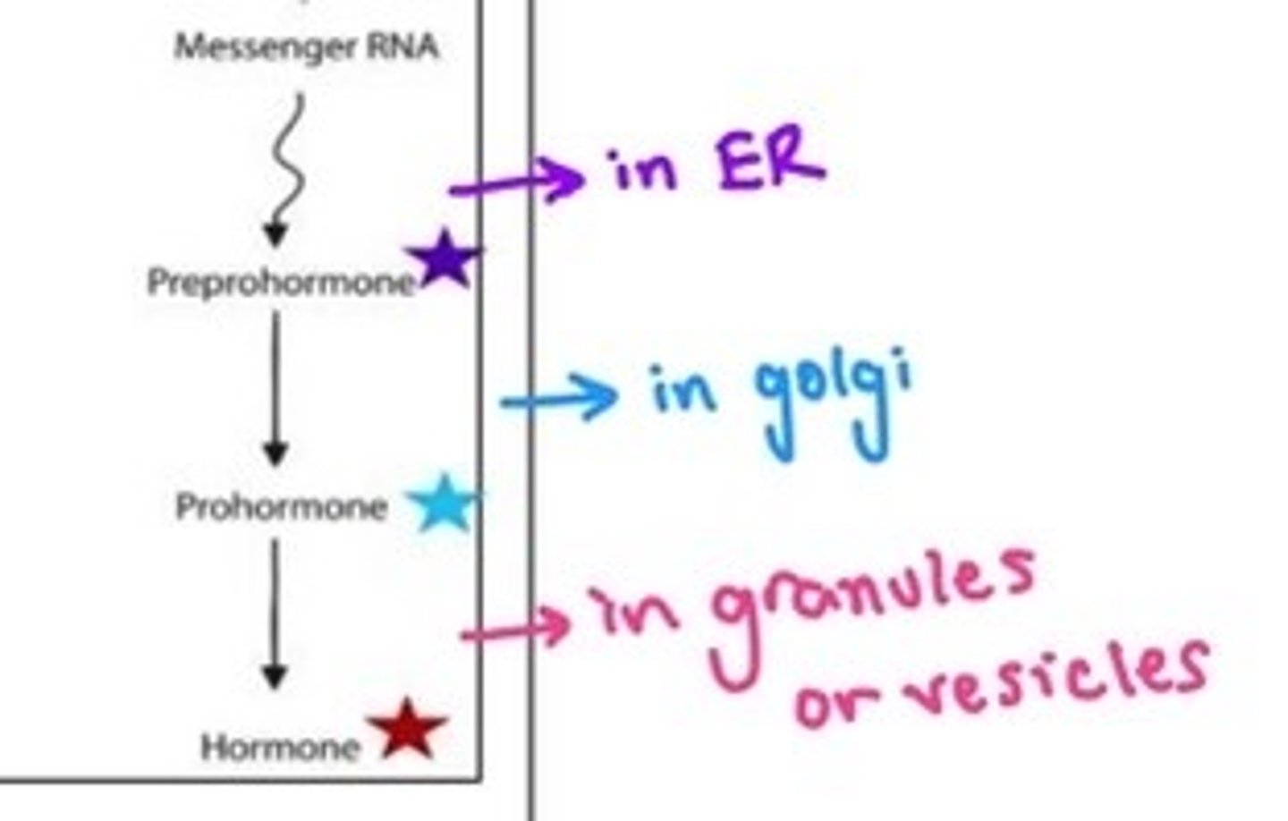 <p>1. DNA transcribed to mRNA</p><p>2. mRNA is translated into a 'preprohormone', is now in the ER * </p><p>3. the signal peptide is removed, and is now a prohormone</p><p>4. the prohormone is processed in the golgi * to form = a mature hormone</p><p>5. the final hormone is packaged into granules or vesicles * </p>