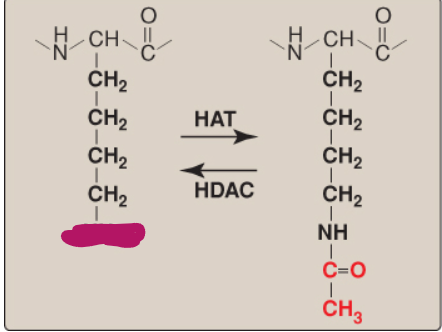 <p>Name this component of lysine acetylation/deacetylation.</p>
