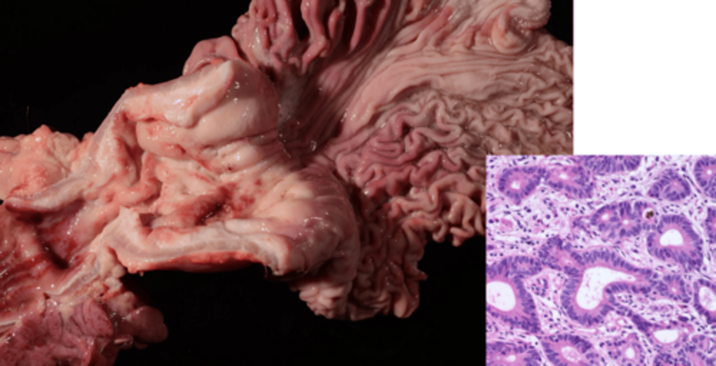 <p>Name the animal most likely to get the following neoplasia of the stomach:</p><p>Adenocarcinoma?</p>
