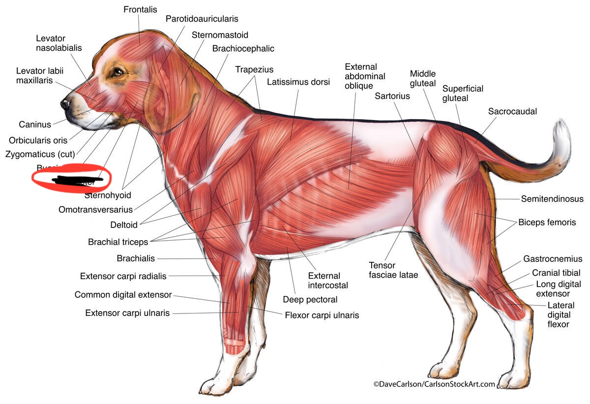 <p><strong>Elevates mandible to close the jaw (chewing)</strong>.</p>