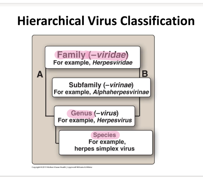 <p>family (viridae), subfamily (virinae), genus (virus), species </p>