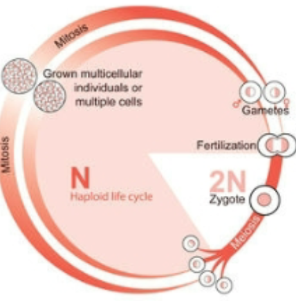 <p>type of life cycle; </p><p>key stage of chnage occurs during the production of the zygote</p><p>most of the life cycle is spent as a haploid organism </p><p>produces gametes through mitosis </p><p>ex: fungi, some dinoflagellates, algae, and some protists </p>