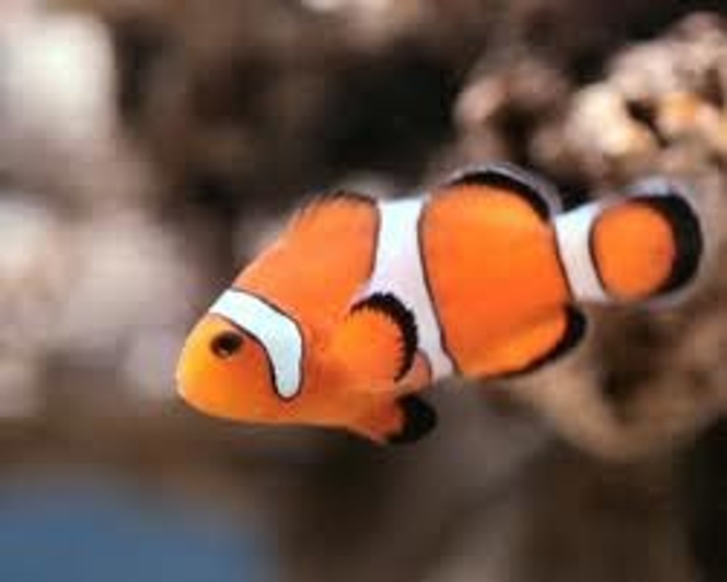 <p>Fish</p>
