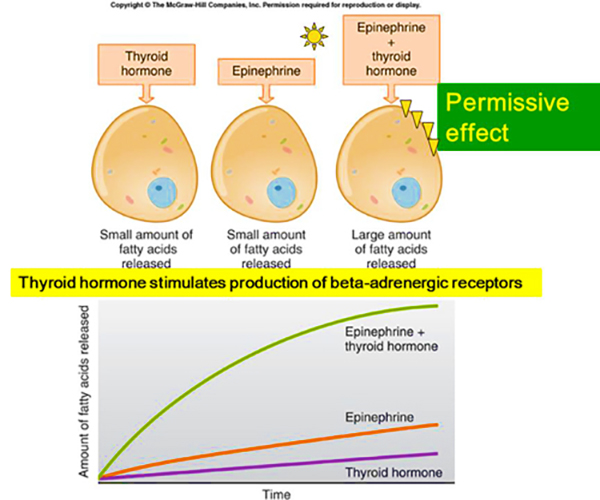 <p>One hormone required for another to have an effect, e.g., thyroid hormone for GH</p>