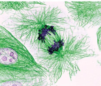 <ul><li><p>begins when sister chromatids of each chromosome split apart and start their movement toward opposite poles</p></li><li><p>Anaphase A and B: chromosomes split in synchrony</p></li></ul><p></p>
