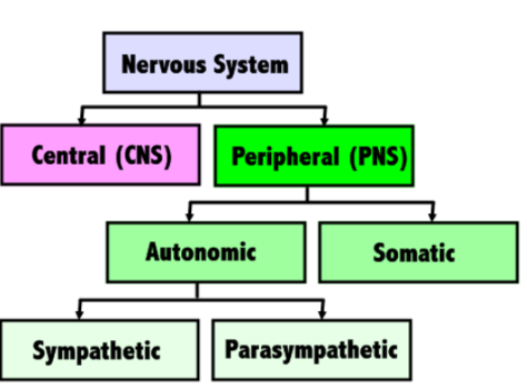 <p>coordinating actions/movements and transmitting sensory signals, had 6 subdivisons.</p>
