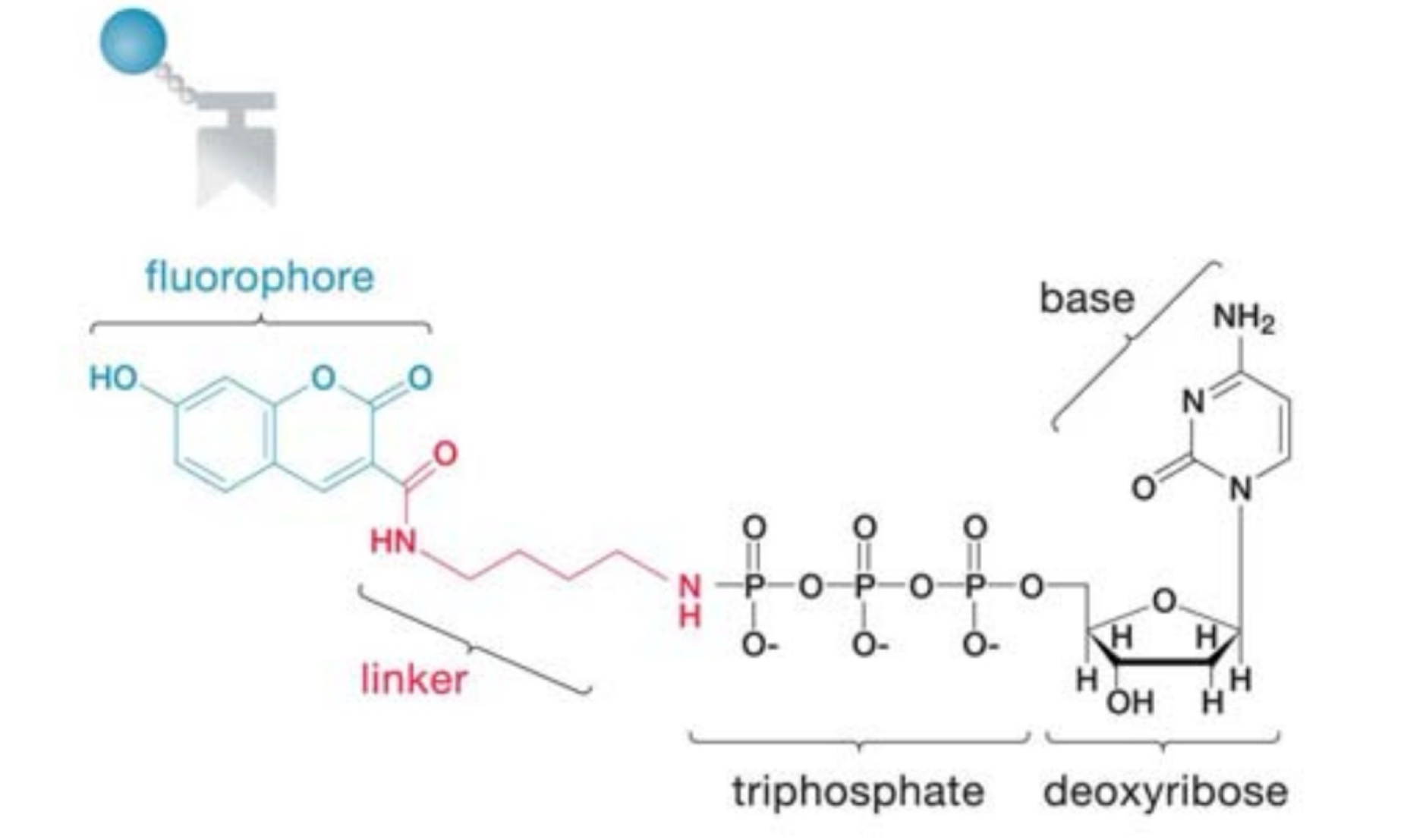 <ul><li><p>single molecule sequencing by synthesis (sequences one DNA molecule at a time)</p><ul><li><p>no PCR amplification required</p></li><li><p>DNA polymerase incorporates nucleotides like normal replication and each base addition is observed in real time</p></li></ul></li><li><p>bases are labeled with dyes thru the terminal phosphate group – incorporation will lead to cleavage of the dye</p></li></ul><p></p>