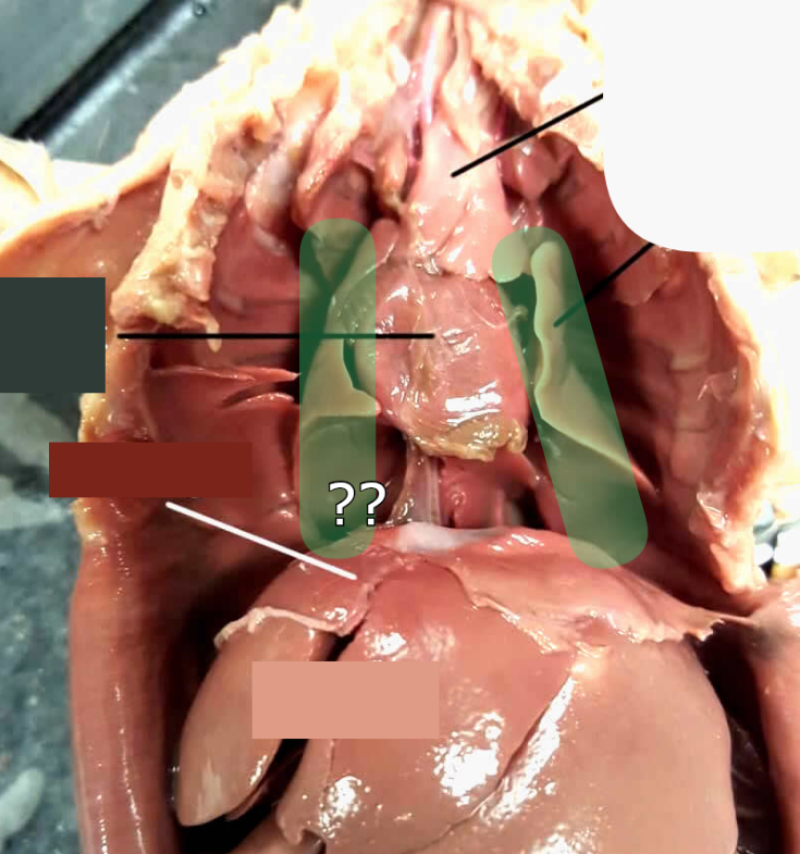 <p>(on rat)</p>