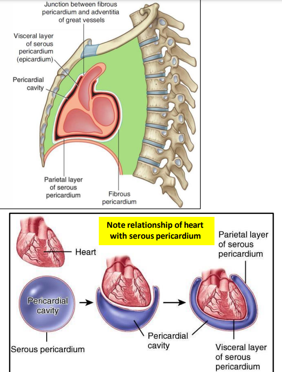 <ul><li><p>closed sac lies within fibrous pericardium</p></li><li><p>lined by mesothelium</p></li><li><p>consists of visceral and parietal layers</p><ul><li><p>parietal layer lines the fibrous pericardium</p></li><li><p>visceral layer (epicardium) covers the heart and roots of great vessels</p></li></ul></li><li><p>pericardial cavity → between 2 layers</p><ul><li><p>filled with pericardial fluid</p></li><li><p>allows free movement of the heart</p></li><li><p>fluid provides lubrication</p></li></ul></li></ul><p></p>