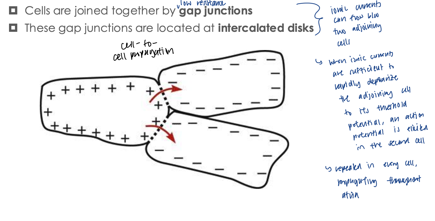 <ul><li><p>via cell-to-cell conduction</p><ul><li><p>cells joined together by low-resistance gap junctions located at intercalcated disks</p></li><li><p>leads to cell progagation</p></li></ul></li></ul><p></p>