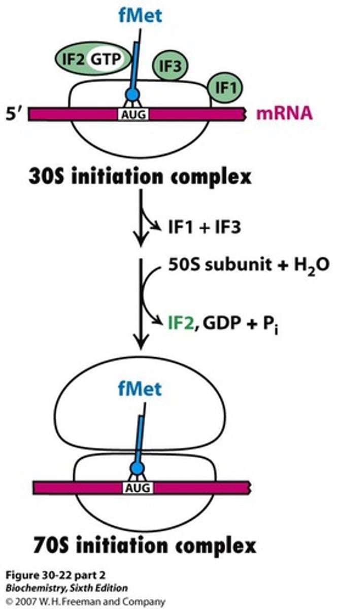 <p>Complex formed when 50S joins 30S initiation complex.</p>