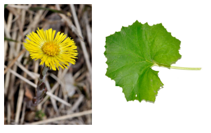 <p>blomstrer om våren. bladet kommer senere på sommeren. om høsten er neste års blomsterknopp ferdig laget. </p>