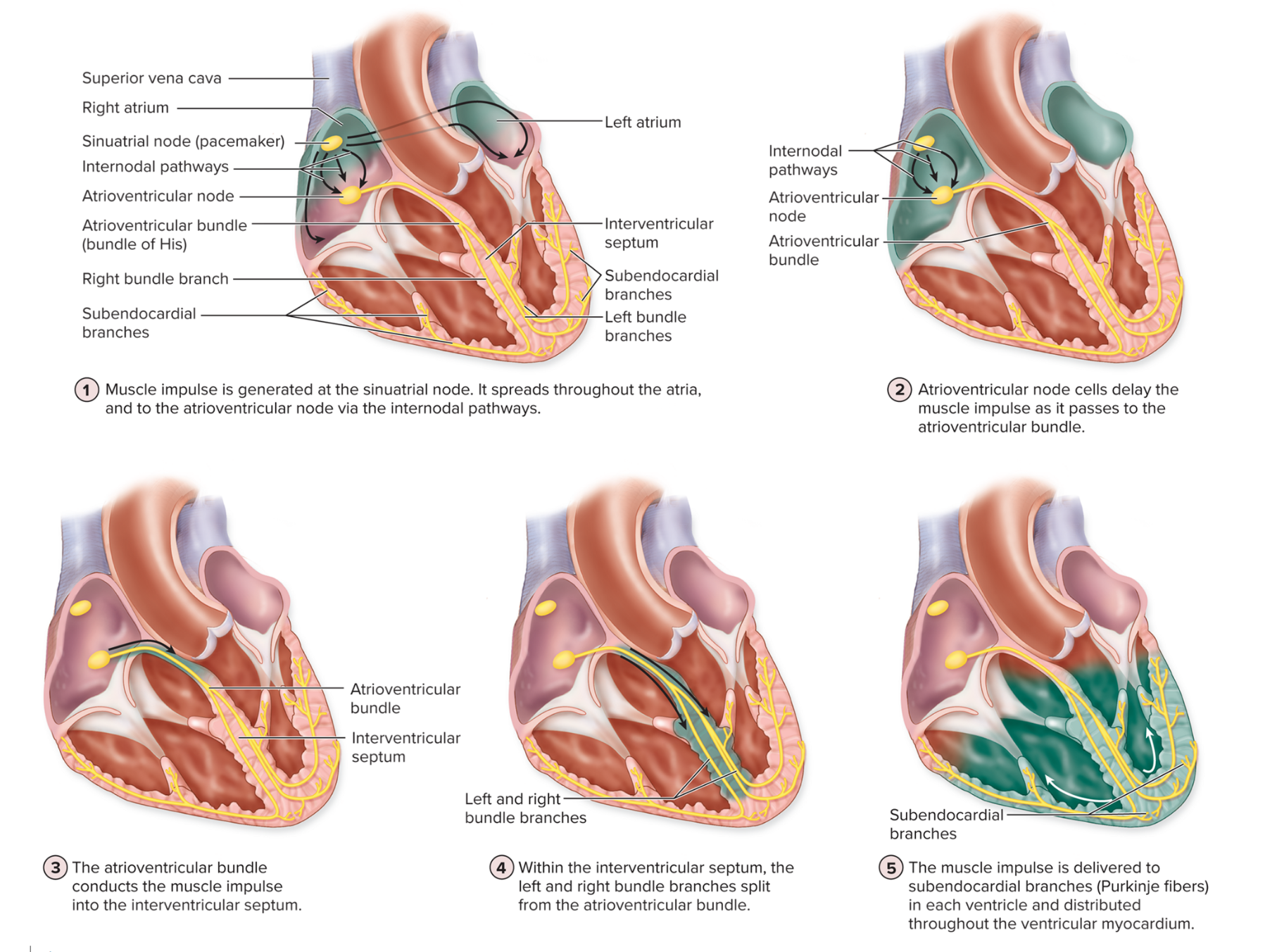 <p>Electrical Conduction System of the Heart</p>