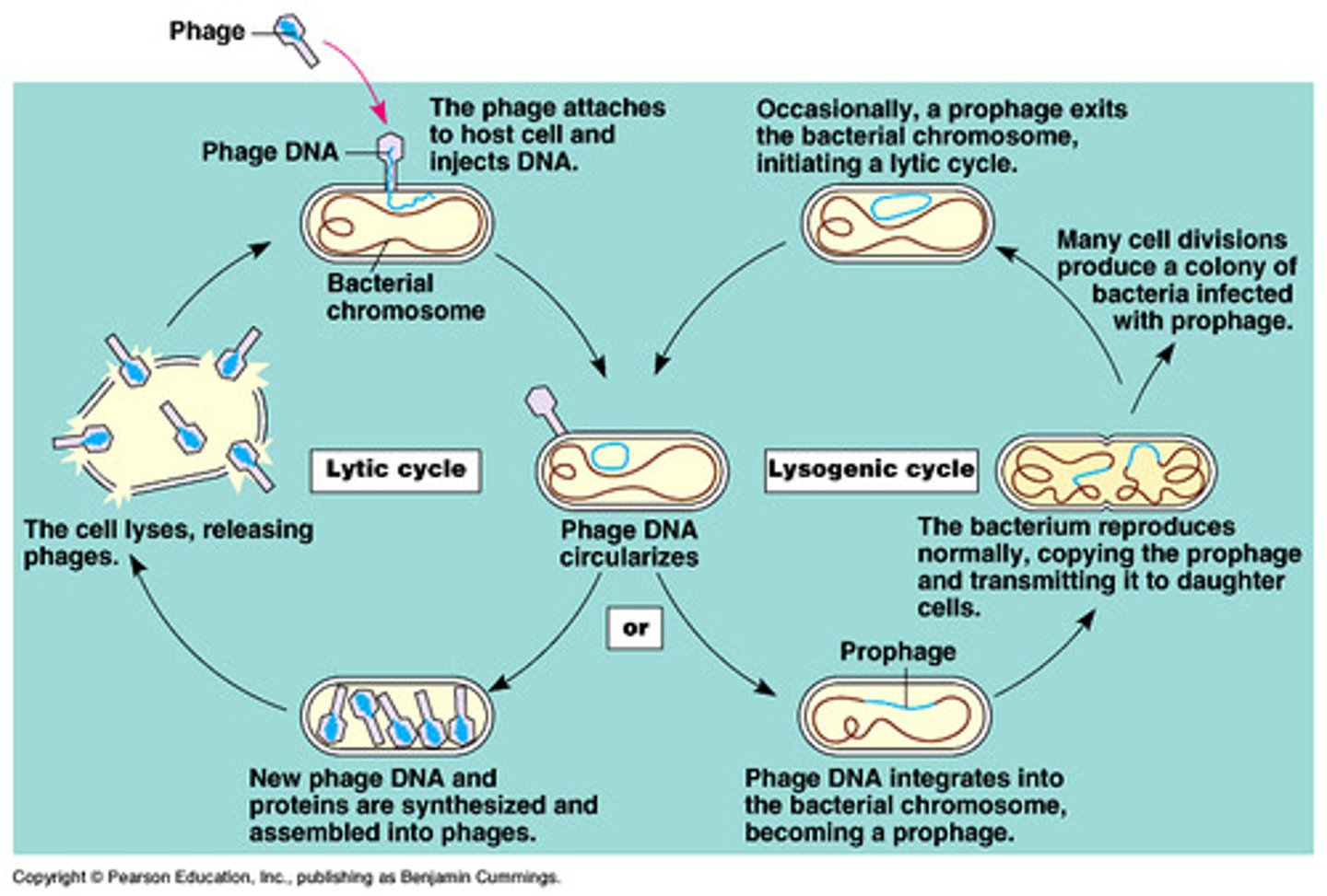 <p>viruses that integrate and replicate their genomes with the host genome and without killing the host, establishing a long, stable relationship</p>