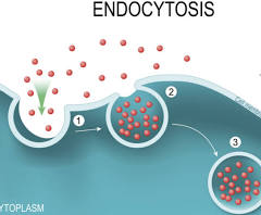 <p>Endocytosis</p>