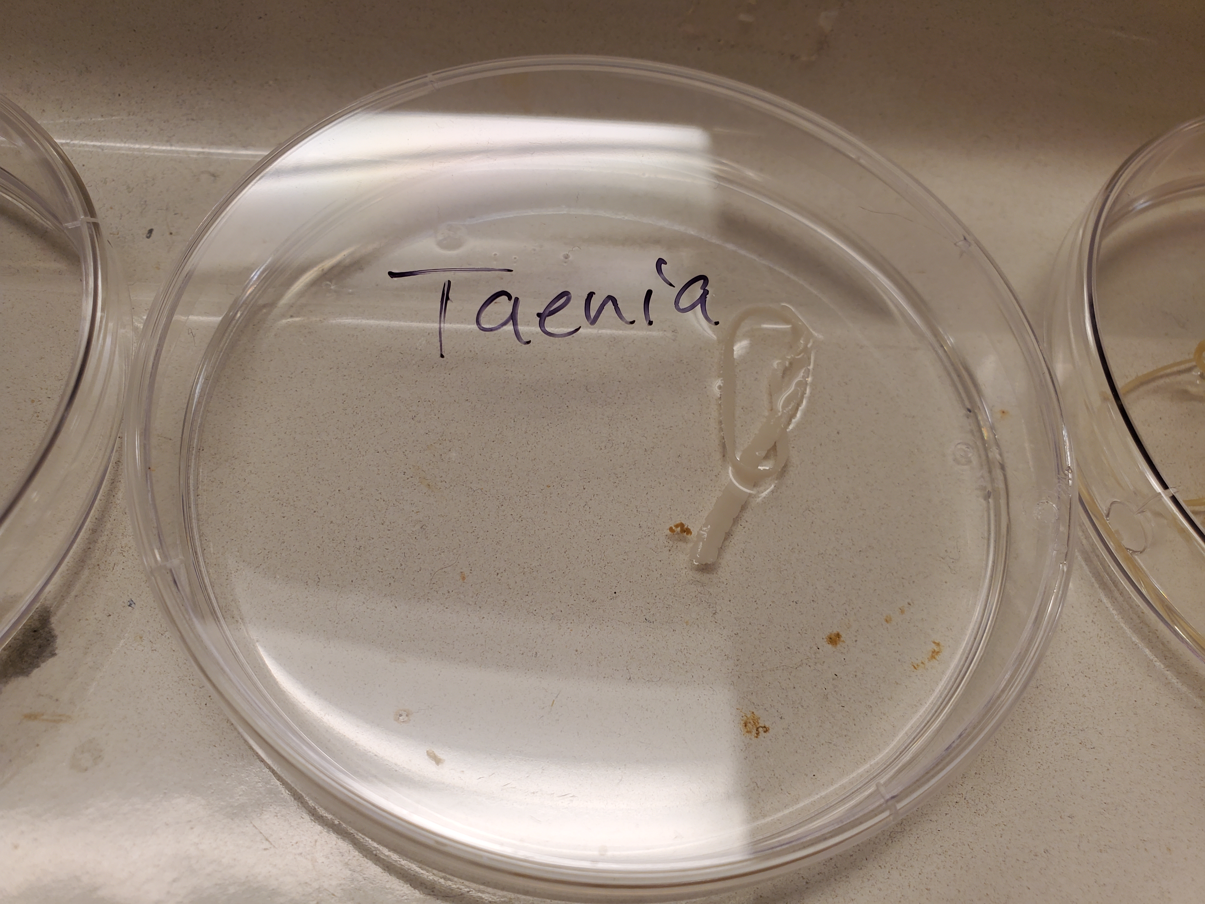 <p>Taenia</p>