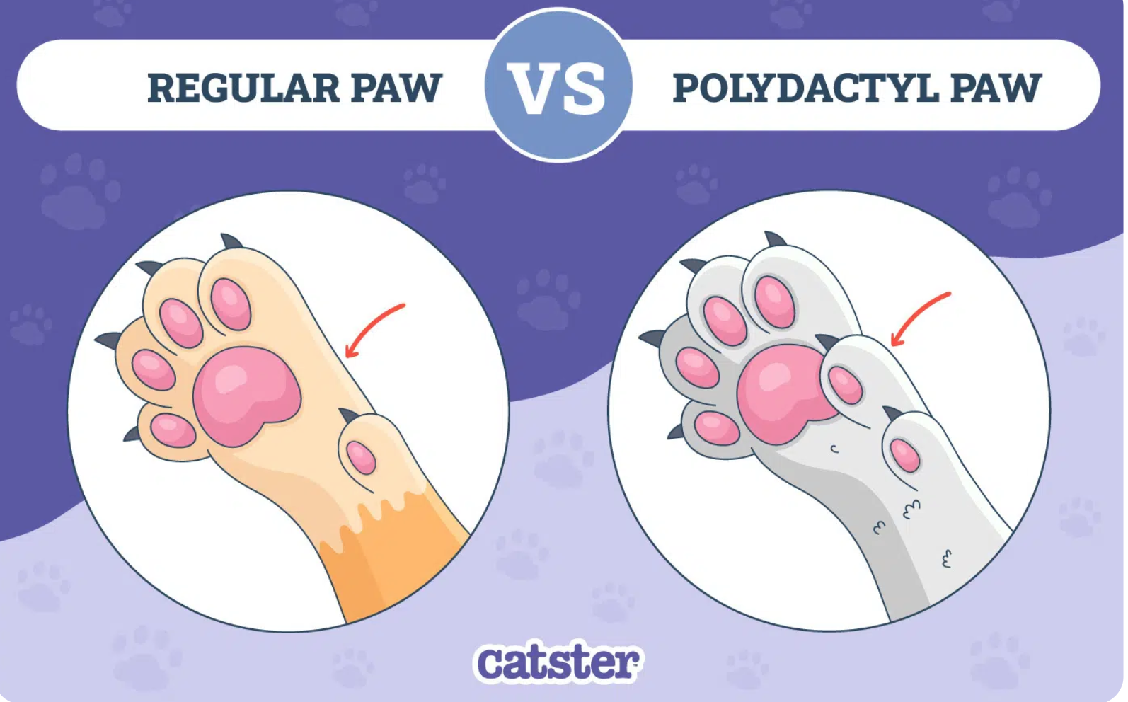 <p>The condition where an animal is born with extra toes on one or more paws. More common in cats (especially Maine Coons) but is sometimes seen in certain dog breeds like Great Pyrenees and Australian Shepherds. It is a dominant, autosomal trait. There are 3 types of polydactyly according to where the extra toes are found. POSTAXIAL (outside / lateral). PREAXIAL (inside / ventral)  and MESOAXIAL ( middle )</p>