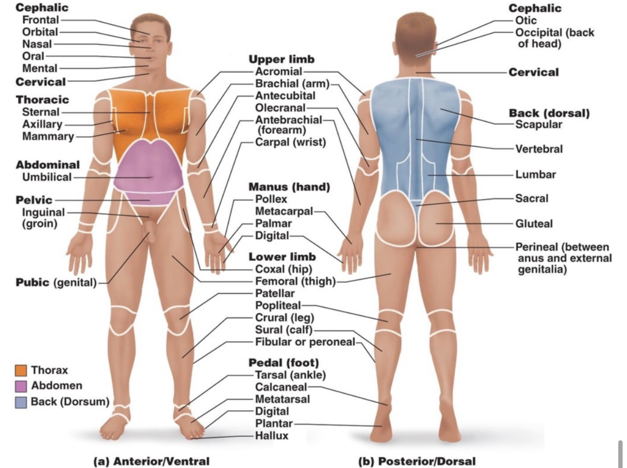 <p>Anatomical Regions </p>