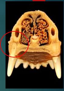 <p>How can dental disease cause nasal discharge? </p>