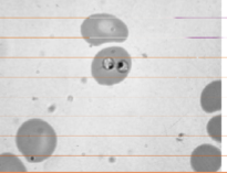 <p><span style="color: rgb(251, 251, 251);"><span>INTRAcellular – basophilic, pear-shaped throphozoites in RBCs, 4 organisms may be joined to give the effect of a Maltese cross</span></span></p>