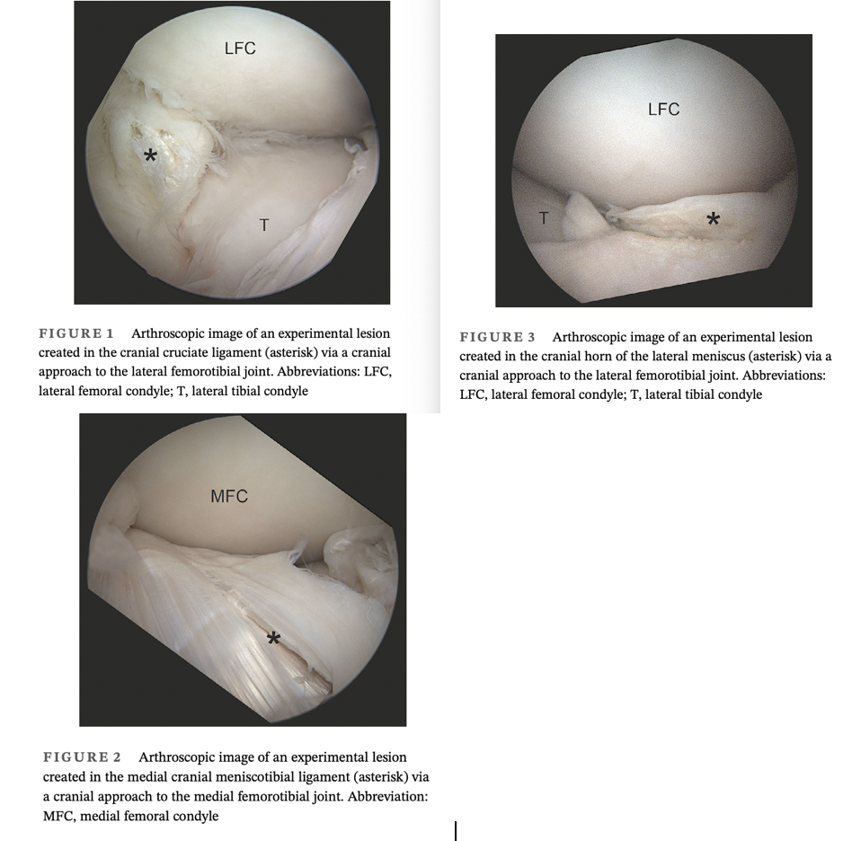 <p>Objective: To determine the diagnostic performance of computed tomographic arthrography (CTA) and 3 Tesla magnetic resonance imaging (MRI) for detecting artificial meniscal, meniscotibial ligament (MTL) lesions and cruciate ligament (CL) lesions in horses</p><p>Results:</p><ul><li><p>Sensitivity and specificity of MRI (41% and 86% respectively) and CTA (32% and 90% respectively) did not differ</p></li><li><p>The sensitivity (MRI: 24-50%; CTA 19-40%) and specificity (MRI: 75-92%;CTA 75-100%) of imaging modalities did not differ when detecting lesions of the menisci, MTLs, and CLs</p></li><li><p>The highest sensitivities were achieved when MTLs were avaluated with MRI (50%) and CLs with both modalities (40%)</p></li><li><p>CTA sensitivity was best for cruciate ligament lesions and least sensitive when diagnosing meniscal lesions</p></li></ul><p>Conclusions: The diagnostic performance of CTA was comparable with that of MRI, with a low to moderate sensitivity and high specificity. Computed tomographic arthrography should be considered as an adjunct to diagnose CL injuries</p>