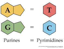 <p>nitrogenous base &quot;T&quot;; connects to adenine in DNA</p>