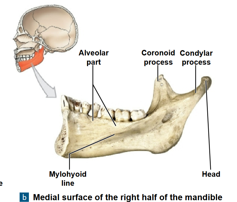 <p>What part of the mandible is this?</p>