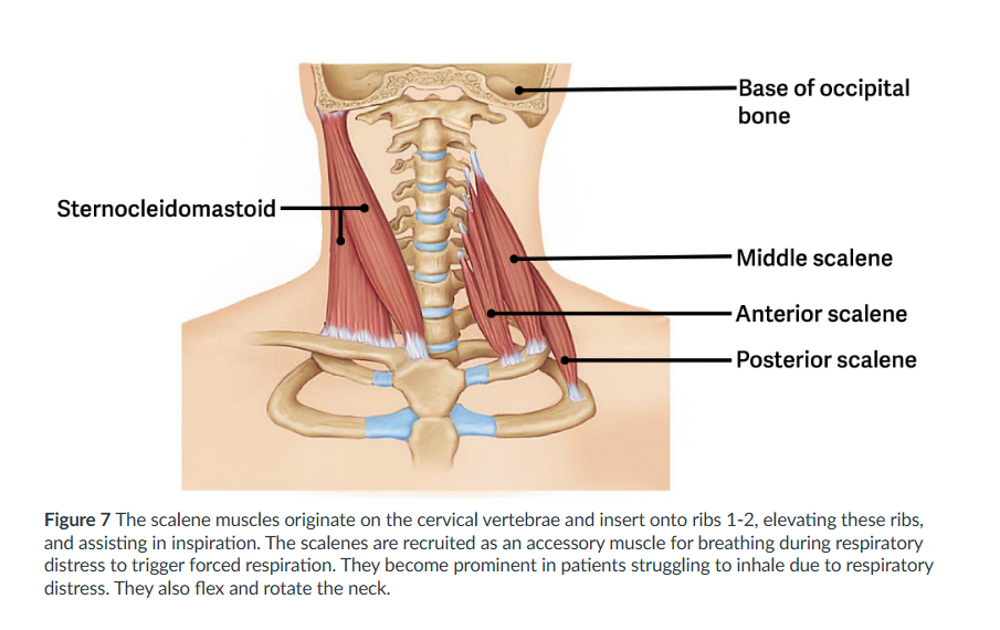 <ol start="13"><li><p>Sternocleidomastoid</p></li></ol><p></p>