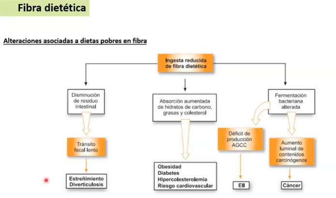 <p>Parte comestible de plantas o hidratos de carbono análogos que son <strong>resistentes a la digestion y absorción </strong>en el <strong>intestino delgado</strong>, con <strong>fermentación completa o parcial en el intestino grueso</strong>. La fibra dietética incluye polisacáridos, oligosacáridos, lignina y sustancias asociadas de la planta. Las fibras dietéticas promueven efectos <strong>beneficiosos fisiológicos como el laxante</strong> y/o <strong>atenúa los niveles del colesterol </strong>en sangre y/o atenúa <strong>glucosa en sangre.</strong></p><p></p><ul><li><p>Celulosa: Con enlace (<strong>β1→4), da lugar una compactación, </strong>mucho <strong>más insoluble</strong> y <strong>resistente</strong> a la hidrolización de la amilasa</p></li><li><p>Una vez en el colon, fermentan, parte de lo ingerido genera ác. grasos de cadena corta que pueden absorberse: Acetato, propionato y butirato.</p><ul><li><p>Acetato a nivel hepático obtiene energía</p></li><li><p>Propionato disminuye la actividad de la enzima de la síntesis del colesterol, baja la concentración de colesterol en sangre</p></li></ul></li></ul><p></p>