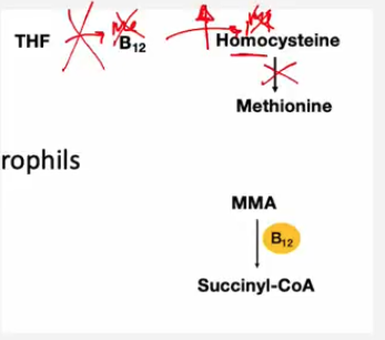 <p>Both are required to convert <strong>homocysteine → methionine</strong>, which is needed for <strong>DNA synthesis</strong>.</p><p>THF gives a methyl group → B12 activates it → methyl group added to homocysteine → forms methionine → methionine used for DNA synthesis in RBCs.</p><p><span style="color: red;"><strong>Lack of folate or B12 = impaired DNA synthesis → large, immature RBCs.</strong></span></p><p></p>