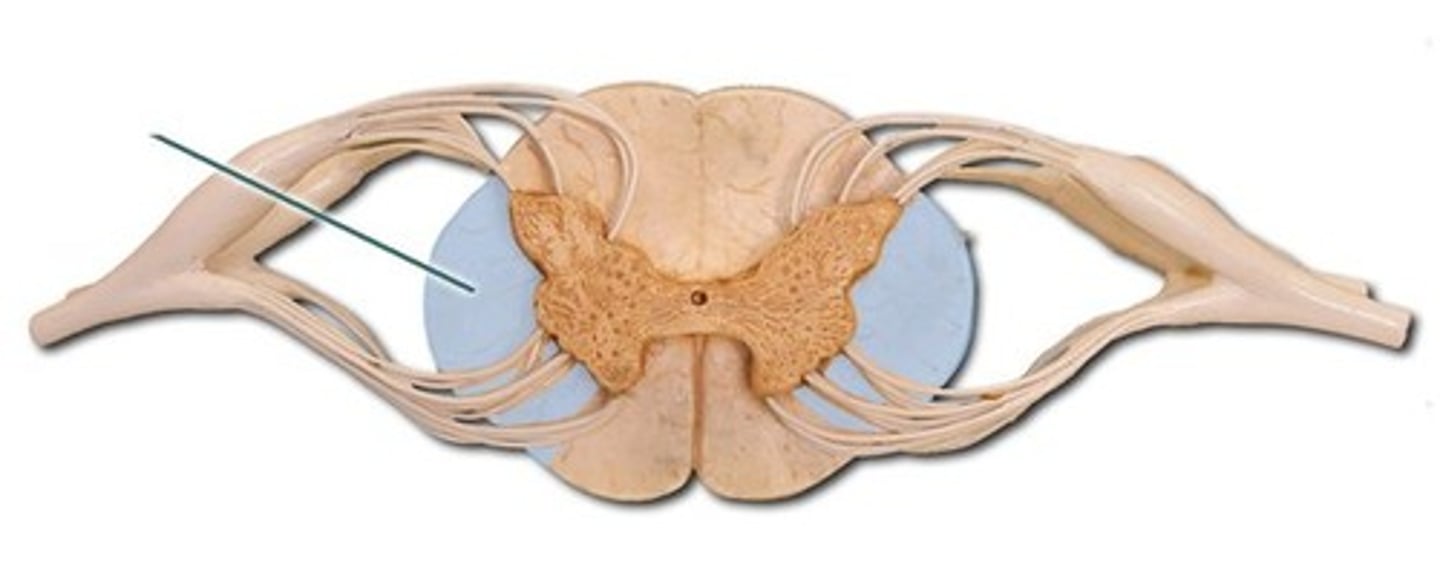 <p>white matter region on each lateral side of the spinal cord; contain sensory and motor tracts</p>