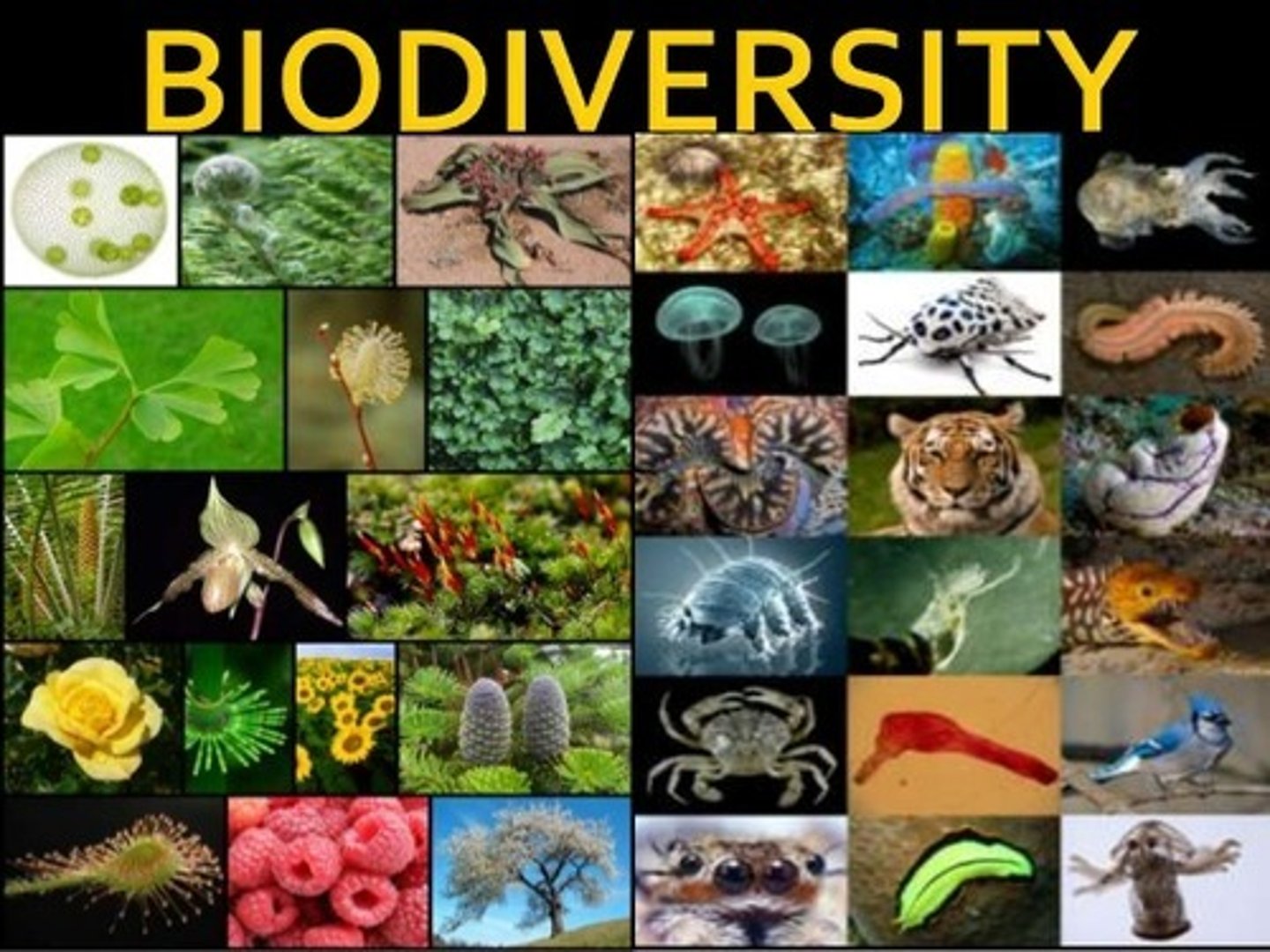 <p>The diversity of life forms in an environment</p>