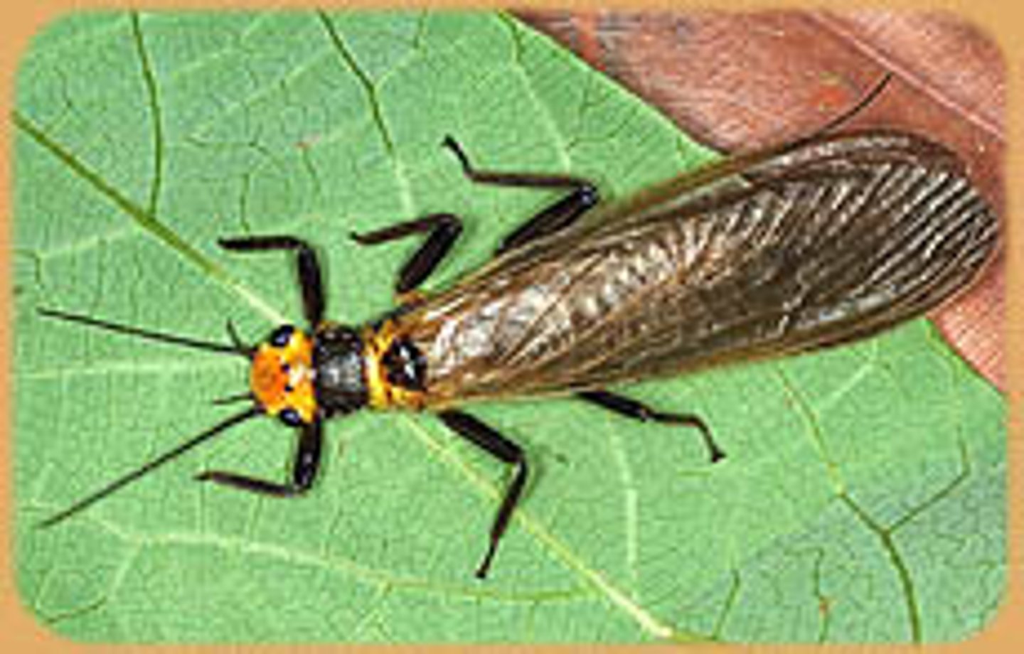 <p>(stoneflies)</p><p>- nymphs are aquatic, prefer clean, cold water</p><p>- grazers or predators</p><p>- tracheal gills</p><p>- Prefer well-oxygenated / fast flowing water</p>