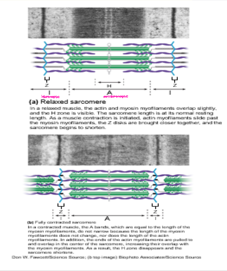 <ul><li><p><strong>Very important we understand exactly does and does not shorten during contraction!</strong> H-zone, I-band and the actual sarcomere DO shorten </p><ul><li><p>sarcomere: one z-line to another z-line </p></li></ul></li><li><p>A-band (length of myosin), actin and myosin do NOT shorten! </p></li><li><p>**<strong><em><u>Twitch</u></em></strong> (smallest unit) → <strong><em><u>Tetany</u></em></strong>! (max state)</p></li></ul><p></p>
