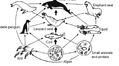 <p>Refer to the illustration above. The photosynthetic algae are</p>
