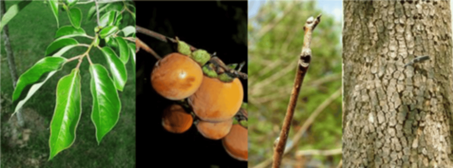 <p>Leaves: simple; alternate, egg-shaped to broadest in the middle, 2 to 6 inches long, 1 to 3 inches wide; margin entire; tip pointed; upper surface dark green, shiny; lower surface paler, smooth to somewhat hairy</p><p>Twigs: slender; gray to reddish brown, somewhat zig-zag; terminal bud absent </p><p>Trunk: Bark dark brown to black, grooves deep, ridges broken into thick, square to rectangular blocks, wood dark brown, hard, strong, fine-grained </p><p>Fruit: September-October, about ¾ to 1 ½ inch long and wide, globe shaped, orange to orange-purple, often with a whitish coating astringent and pucker to taste when green; when ripe, sweet and edible.</p><p>Form/Silvics: Medium-sized tree up to 60 feet tall (or in open-grown situations up to 30 feet tall, with a shorter trunk and broad crown. occurs in rocky, dry open woods, edges of woods, glades, prairies, old fields, thickets, bottomland woods and valleys along streams </p>