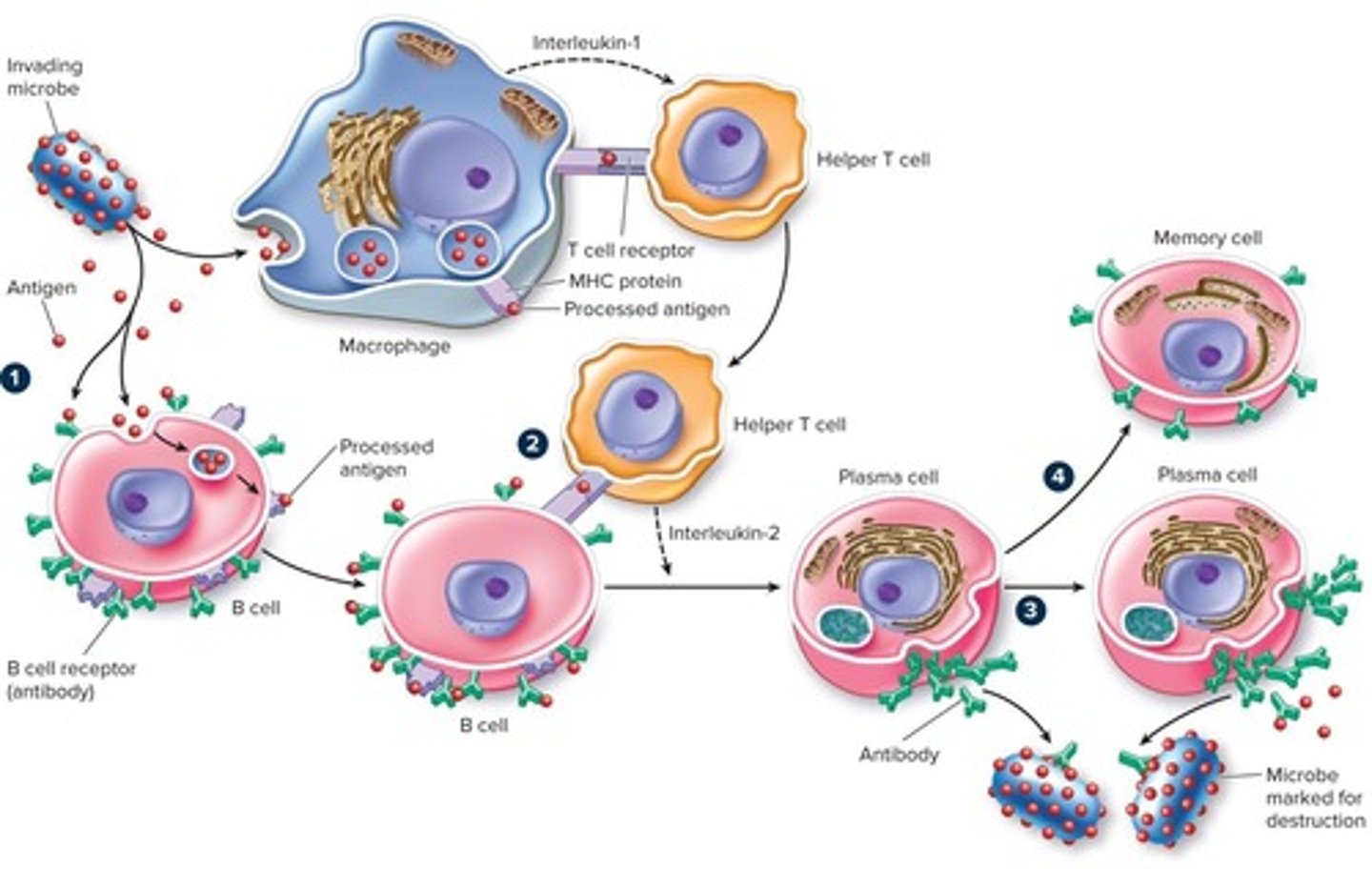 <p>A new type of vaccines that use messenger RNA to instruct cells to produce a protein that triggers an immune response.</p>
