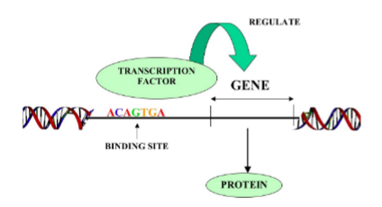 <ul><li><p>they are turned on by transcription factors</p></li><li><p>transcription factors are activated during development or by intracellular signalling cascades from other parts of the cell</p></li></ul>