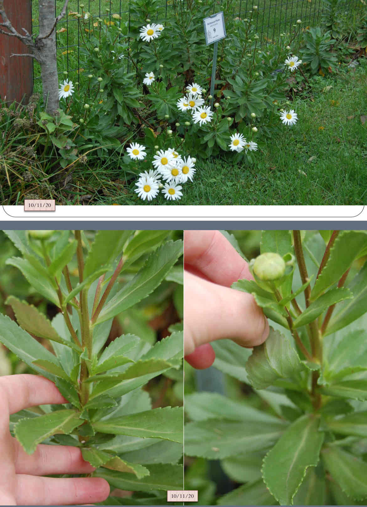<p>white daisy flowers, rubbery foliage, late blooming, dies at frost, leaves smell like rubber</p>