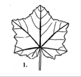 term image