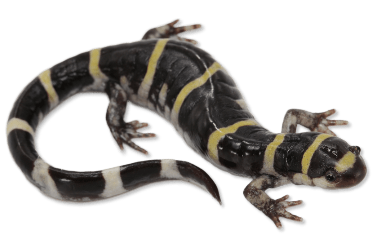 Ambystomatidae - Ambystoma annulatum 