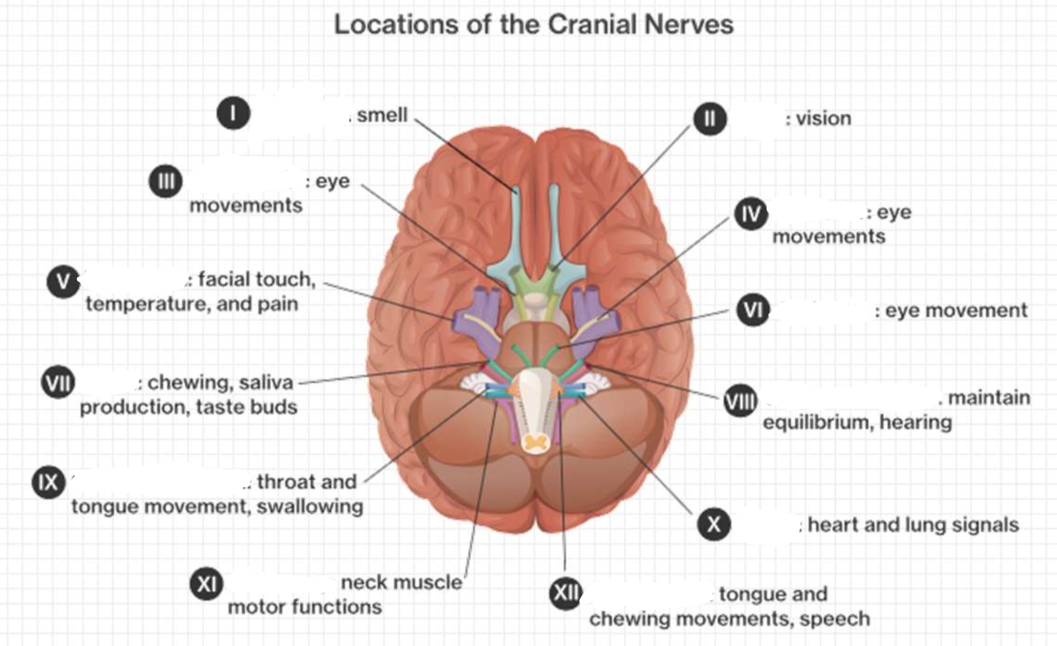 knowt flashcard image