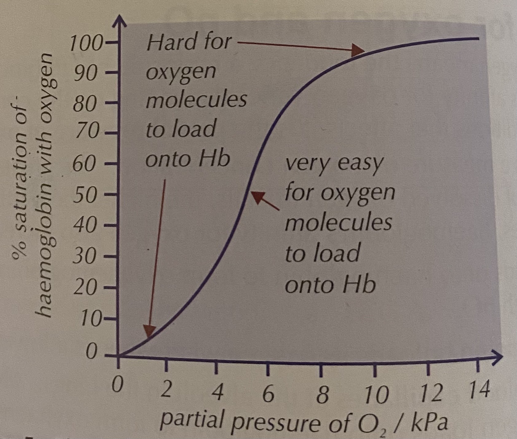 <p>-Gradient of the curve is <strong>initially shallow </strong>because the shape of haemoglobin makes it hard for the first oxygen molecule to bind.</p><p>-When haemoglobin binds to the <strong>first O₂ molecule</strong>, its shape changes slightly so it becomes easier for the next O₂ molecules to bind. This causes the <strong>gradient to steepen.</strong></p><p>-As the haemoglobin becomes<strong> more saturated</strong>, it becomes <u>harder</u> for more oxygen molecules to bind. This cause the <strong>gradient to flatten and level off</strong></p>